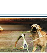 quinta parte dell'immagine