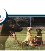 seconda parte dell'immagine