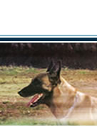 terza parte dell'immagine